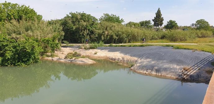 Archivo - Arxiu - Bosc de ribera del riu Turia