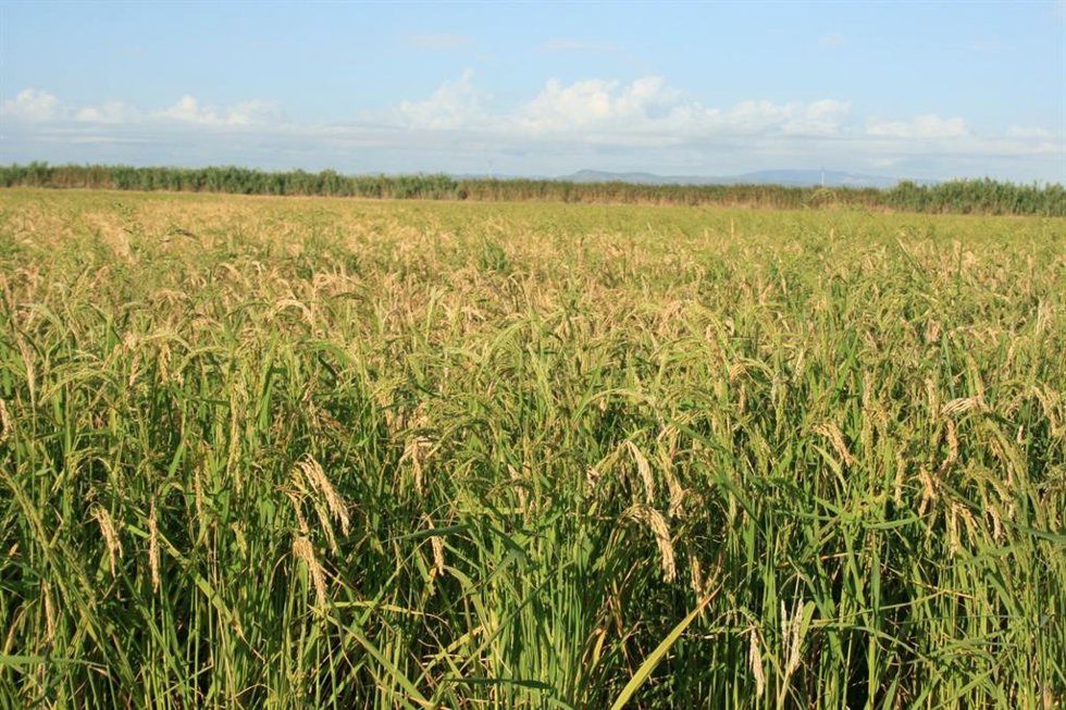 Archivo - Campo de arroz