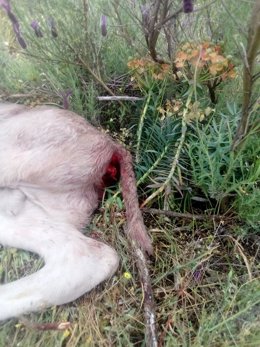 Ataque de buitres en Ciudad Rodrigo (Salamanca)