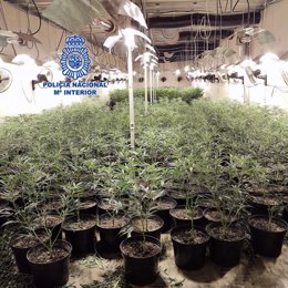 Archivo - Plantación de marihuana incautada por la Policía Nacional de Gijón durante el desmantelamiento de la mayor organización de origen chino dedicada al cultivo y explotación de cannabis en Gijón (Archivo)