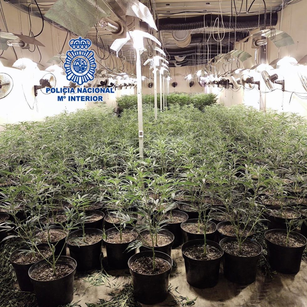 Archivo - Plantación de marihuana incautada por la Policía Nacional de Gijón durante el desmantelamiento de la mayor organización de origen chino dedicada al cultivo y explotación de cannabis en Gijón (Archivo)