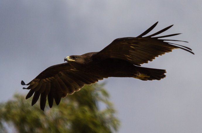 Gran águila moteada