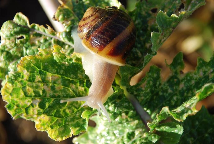 Archivo - Variedad de caracol, en una imagen de archivo.