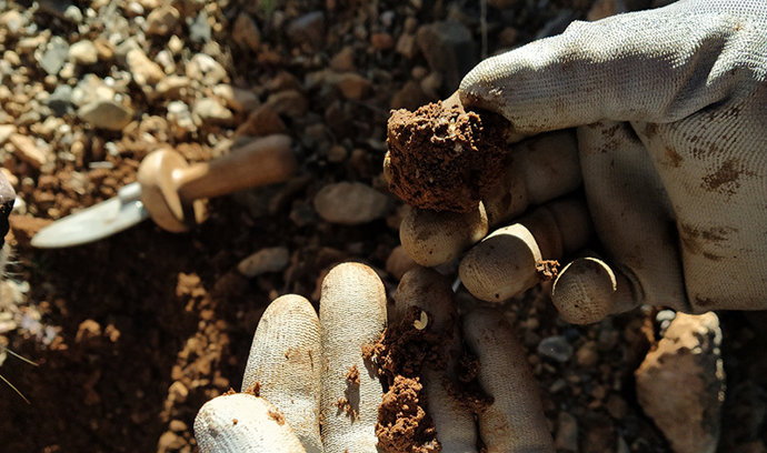 Archivo - AVA-Asaja pide socluiones contra el escarabajo que daña más del 80% de la trufa valenciana