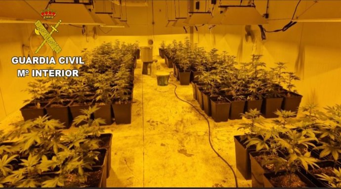 Plantación de marihuana incautada en Amoeiro (Ourense).