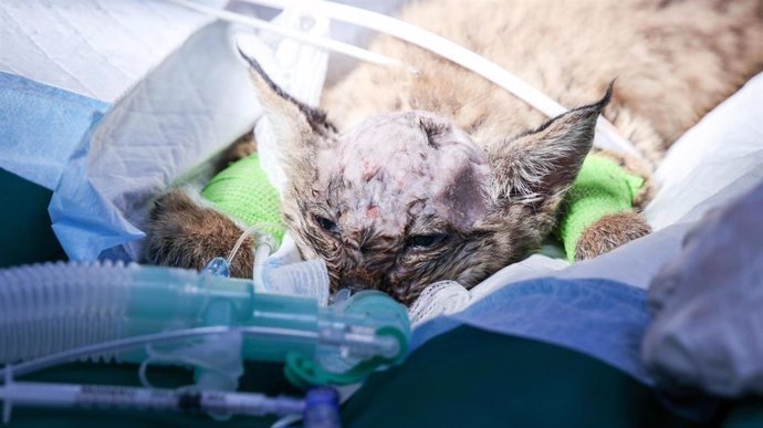 El cachorro de lince durante la intervención quirúrgica para colocar la prótesis en el cráneo.