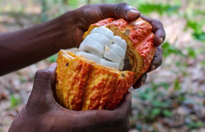 Fruto del cacao