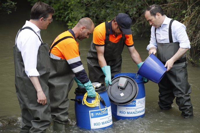 El Ayuntamiento reintroduce en el Manzanares cuatro especies de peces catalogadas como vulnerables y protegidas