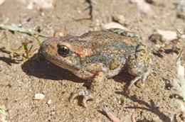 Descubren una nueva subespecie de sapo partero común que se distribuye por el centro y oeste de la península ibérica.