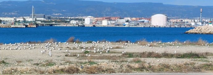 Zona de nidificació de gavines al Port de Tarragona