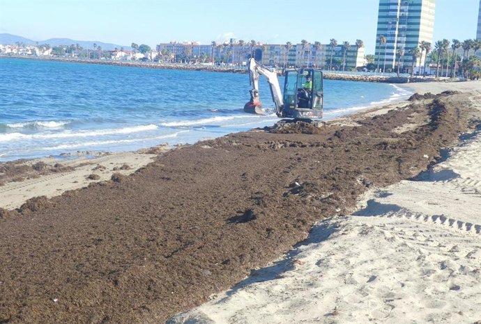 Operarios municipales del Ayuntamiento de La Línea retirando alga invasora de la playa de Poniente.