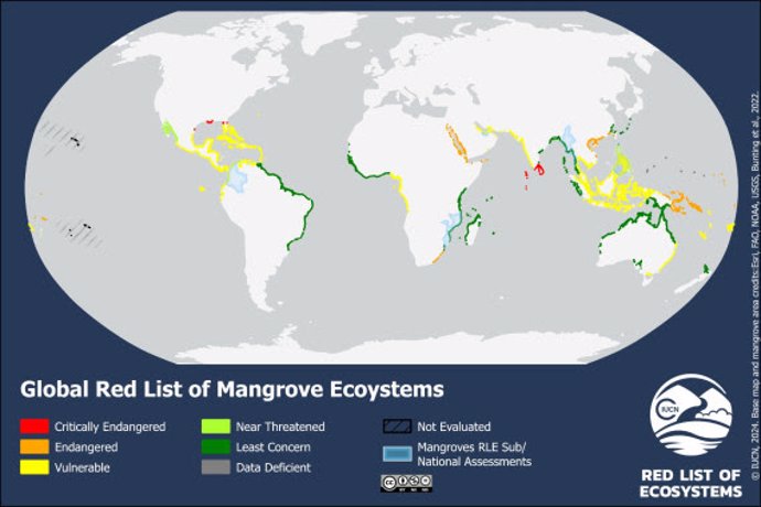 Más de la mitad de los ecosistemas de manglares corren el riesgo de colapsar para 2050, según evaluación mundial.