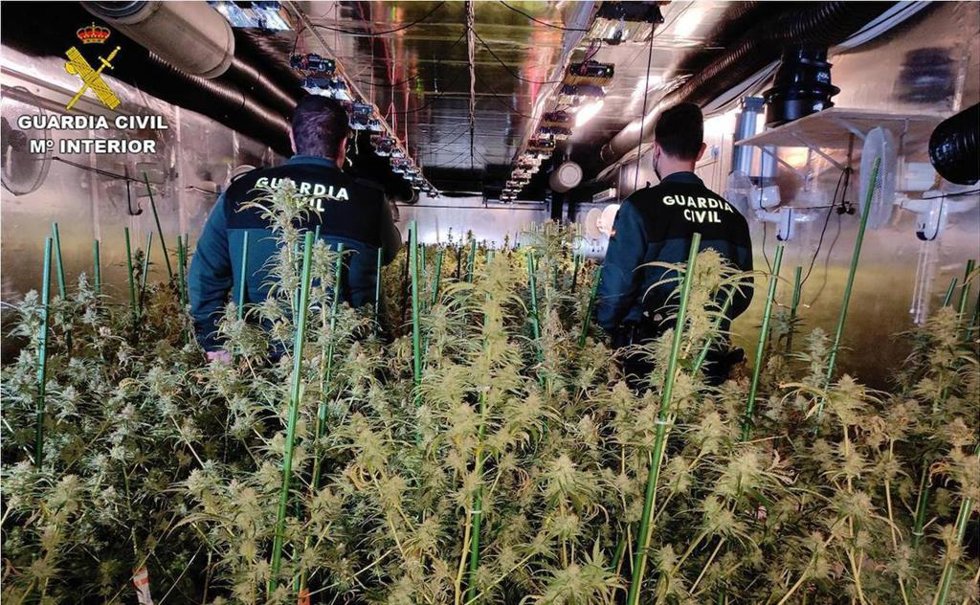 Imagen de la plantación intervenida