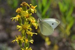 Imatge d'arxiu de flora i fauna de Barcelona