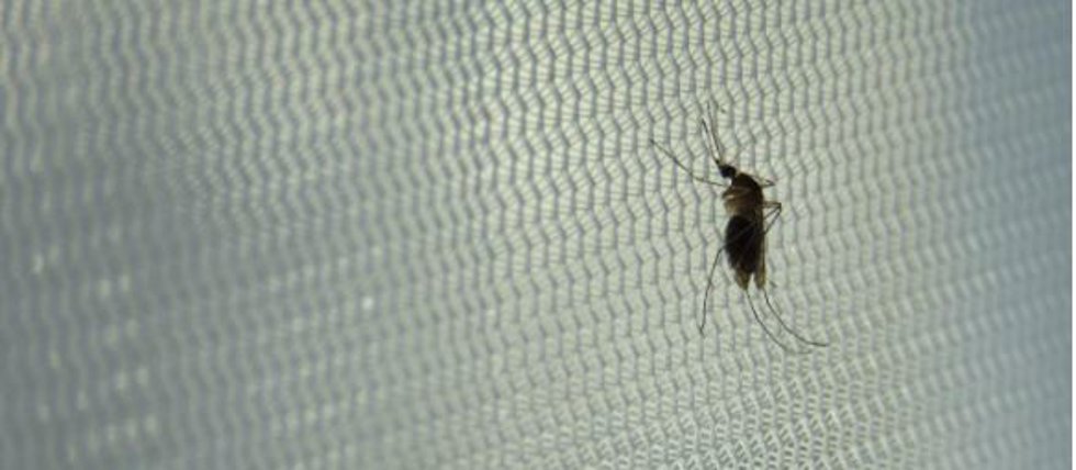 Mosquito común.