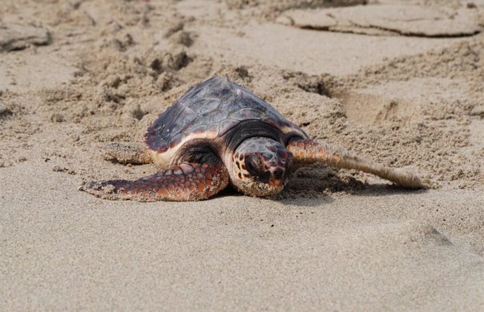 Un ejemplar de tortuga marina en una playa de Baleares.