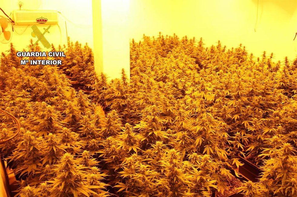 Parte de las plantas de cannabis intervenidas en el marco de la operación