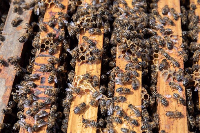 Archivo - Colmena con abejas