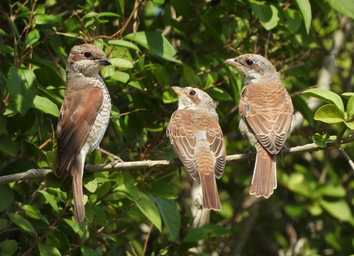 Aves de la campiña cantábrica