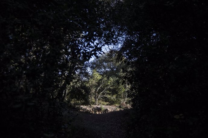 Archivo - Imagen de archivo de un bosque en Catalunya
