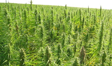 Comunicados Internacional