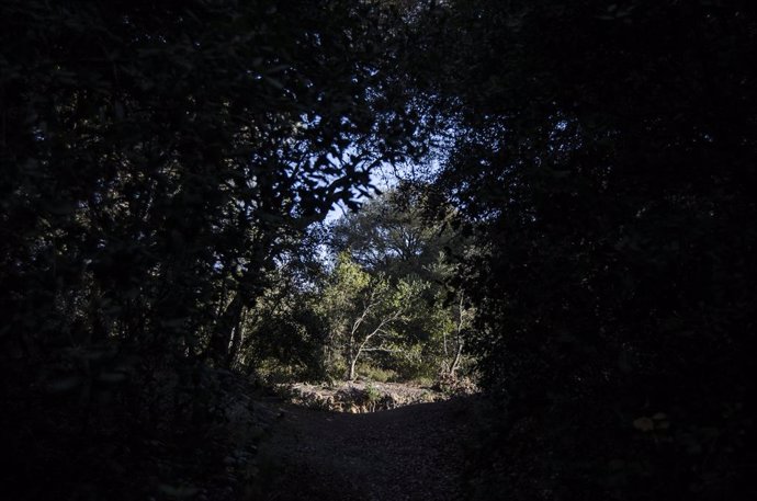 Archivo - Imatge d'arxiu d'un bosc a Catalunya