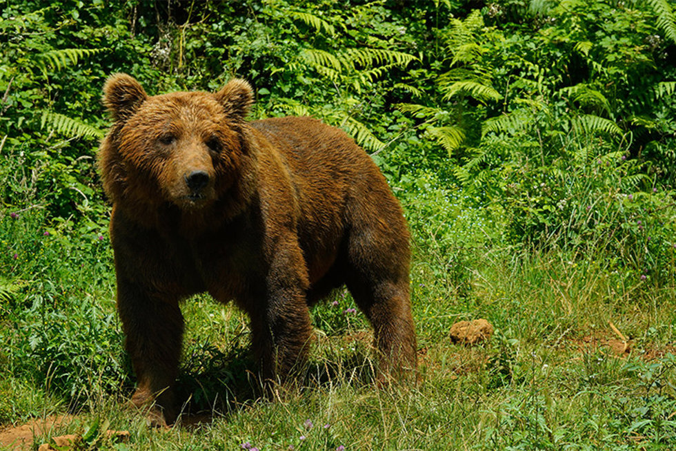 Oso del Parque de la Naturaleza de Cabárceno