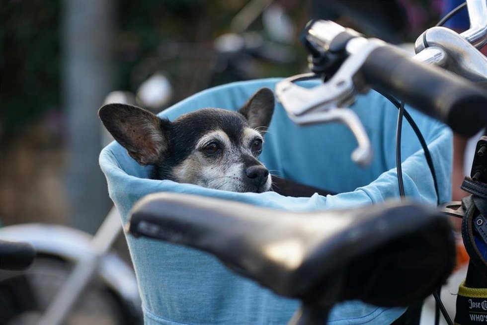 Archivo - Varias personas pasean sus mascotas por las calles de la capital.