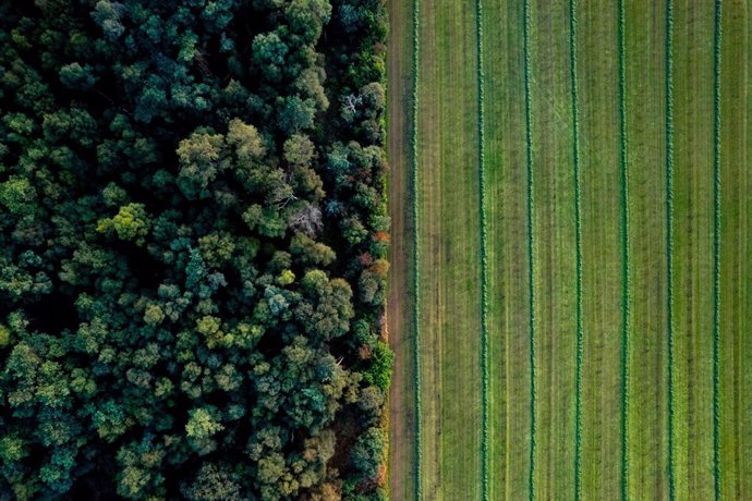 Bosque deforestación.