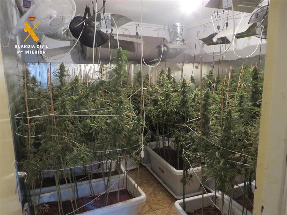 Plantación de marihuana en Ciudad Rodrigo (Salamanca)