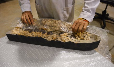 C. Valenciana