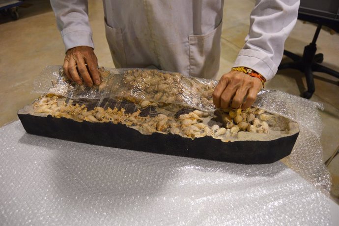 Vilamuseu cede al Ministerio de Cultura archivos digitales y réplicas 3D de piezas del yacimiento romano Bou Ferrer que serán expuestas en una exposición de la Unesco