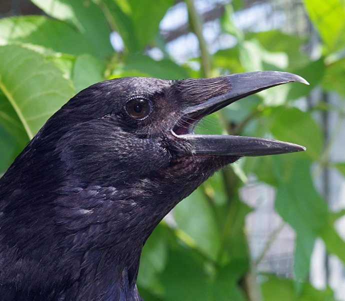 Los cuervos, que pertenecen al grupo de los pájaros cantores, pueden contar sus vocalizaciones autogeneradas.