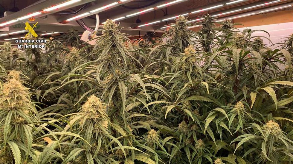 Imagen de la plantación intervenida en Herrera