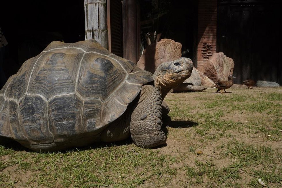 Hermes es un macho de 20 años de edad y 150 kilos de esta especie que puede alcanzar hasta los 400 kilos de peso y los 100 años de vida.