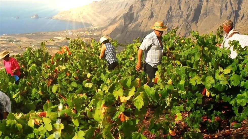 Viñedos en la isla de El Hierro