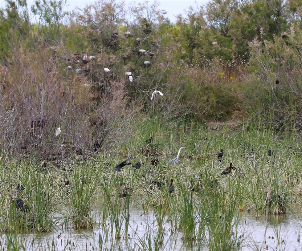Moritos y garzas en el lucio de Cerrado Garrido, en Doñana.