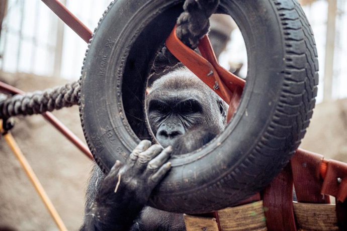 Archivo - Una gorila con una rueda en el Zoo Aquarium de Madrid, a 16 de diciembre de 2022, en Madrid (España). 