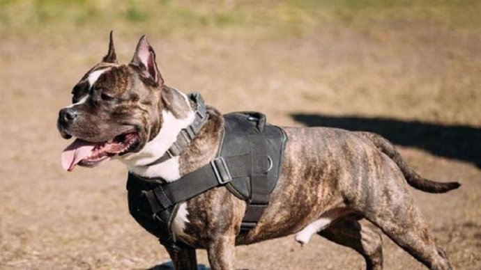 Archivo - Más de 2.000 multas a dueños de animales de compañía, casi un 60% a perros potencialmente peligrosos.