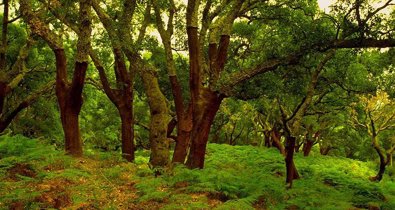 Andalucía Verde