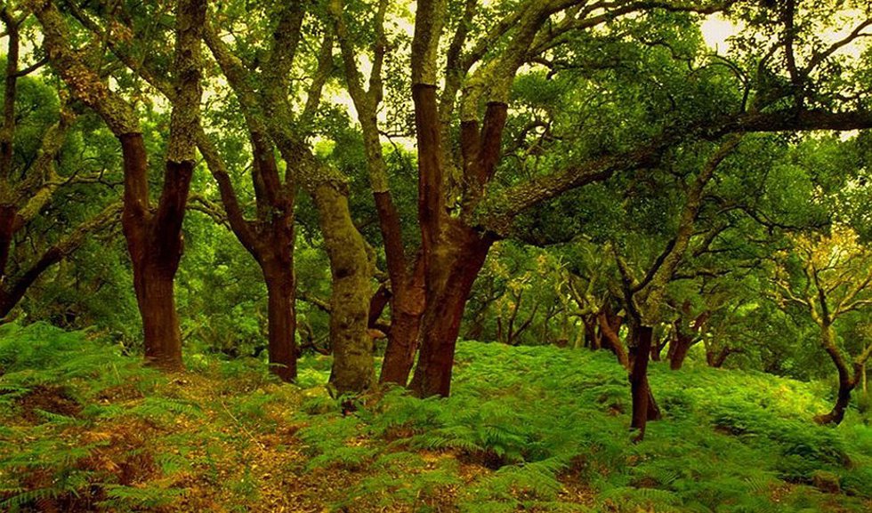 Parque Natural de los Alcornocales (Cádiz).