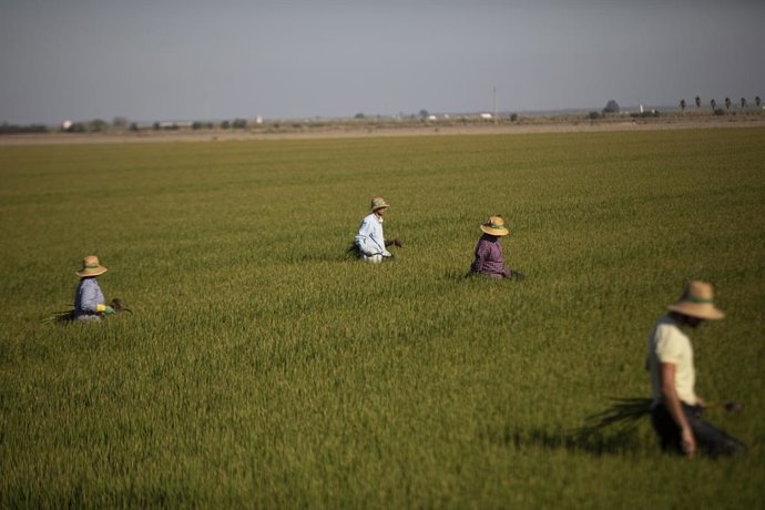 Archivo - Un grupo de jornaleros durante su labor en imagen de archivo. 