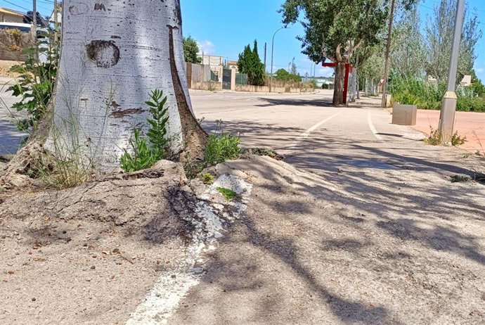 Raíces de los árboles de la vía entre Porreres y el cementerio municipal provocan desniveles en la acera.