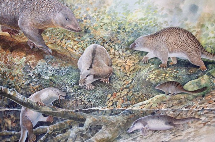 Seis monotremas vivieron en el mismo lugar al mismo tiempo, hace 100 millones de años en Lightning Ridge, Nueva Gales del Sur.