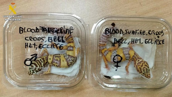 Dos investigados por un delito de maltrato animal por comercializar reptiles a través de una empresa de paquetería