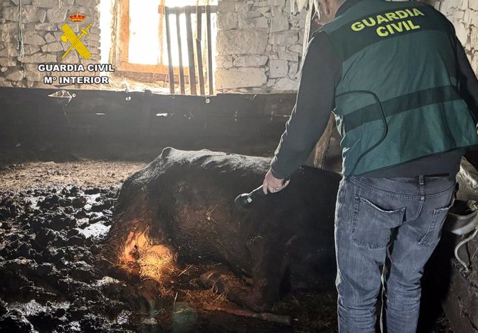 Investigado un ganadero en Tudanca por la muerte por desatención de una vaca y un ternero