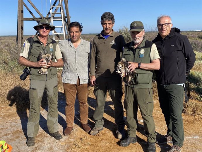 El delegado de Sostenibilidad, Medio Ambiente y Economía Azul de la Junta en Huelva, Pedro Yórquez, en el anillamiento de los primeros pollos de águila pescadora en Marismas del Odiel.