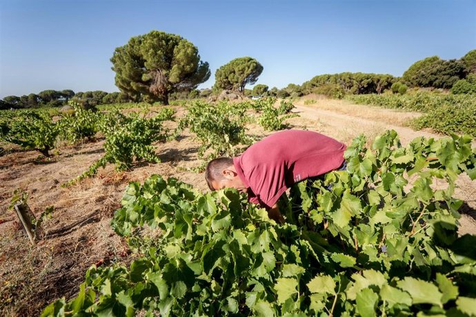 Archivo - Un trabajador recoge uvas en el campo durante el verano.