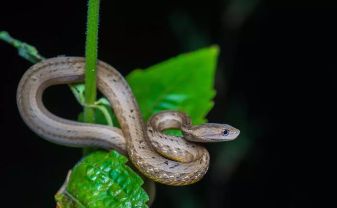 Psammodynastes pulverulentus