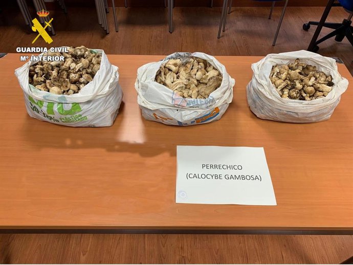 Setas de San Jorge o 'perrechico' que fueron incautadas a las tres personas involucradas.